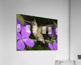 Hummer in the purple  Acrylic Print