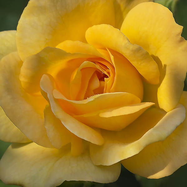 Yellow rose Digital Download