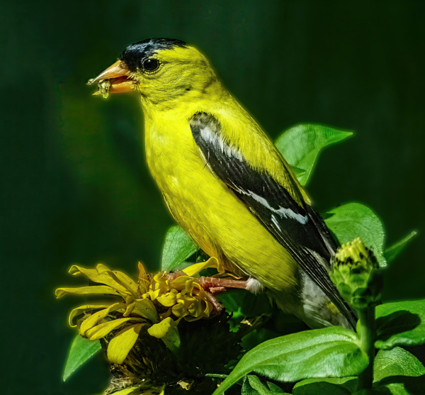Goldfinch Feeding Digital Download