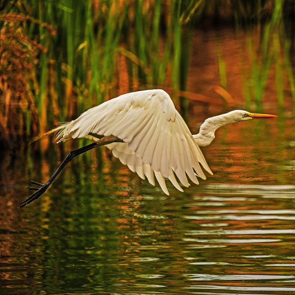 Egret in flight Digital Download