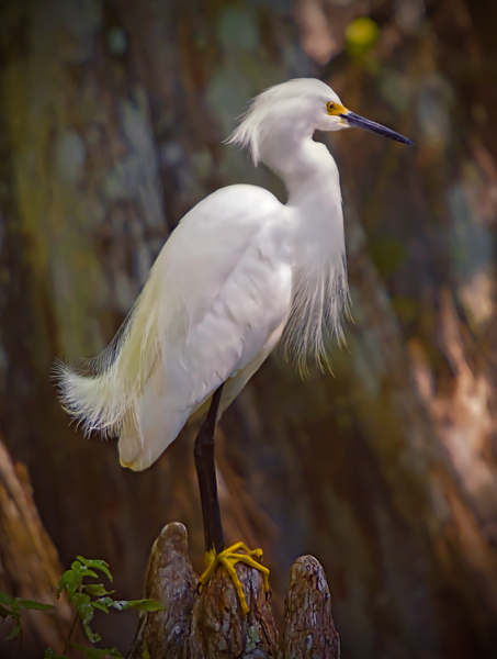 Great egret in Everglades Digital Download