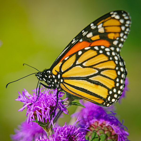 Monarch with closed wings  Digital Download