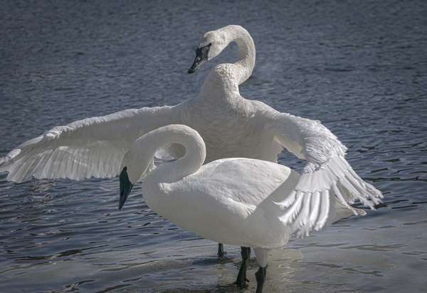 Comforting swan Digital Download