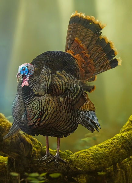 Turkey Gobbler by Jim Radford