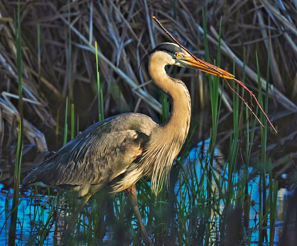 Heron in the morning by Jim Radford