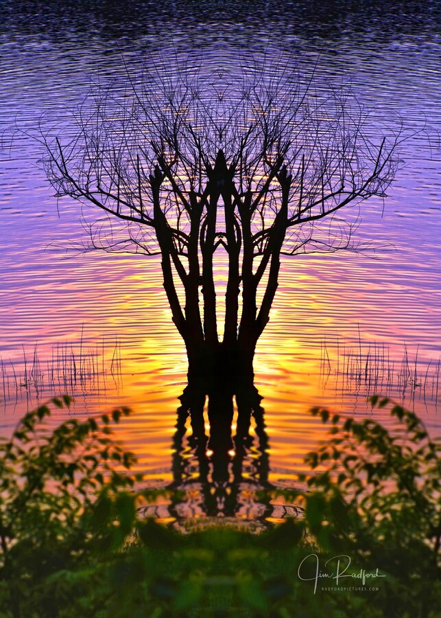 Lakeside sun on tree  Print