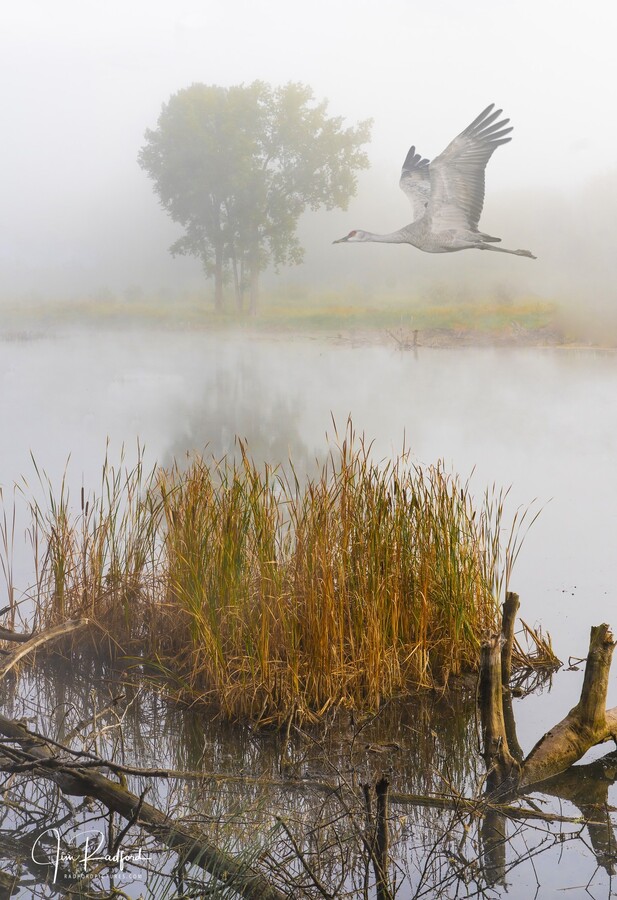 Crane on the Wing in Fog  Print