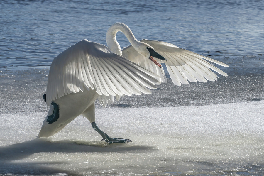 Swan on Guard  Print