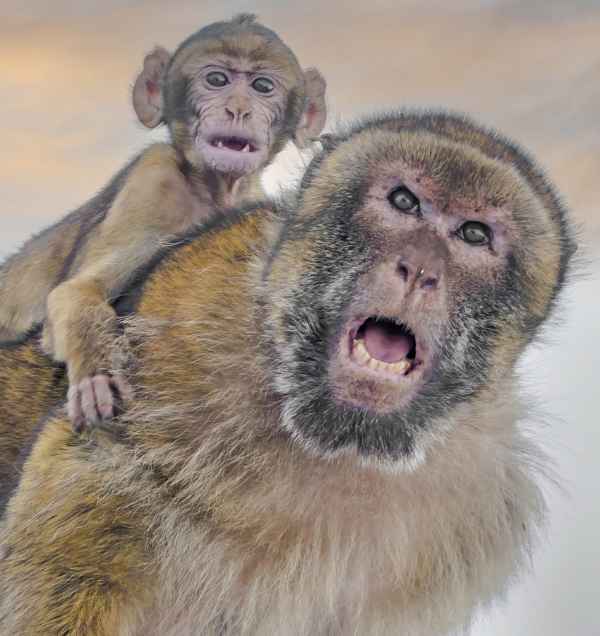  Barbary Macaques Monkey  Print