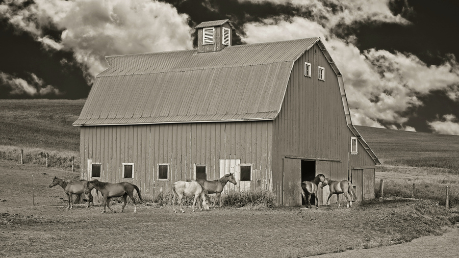 Washington horse barn  Print