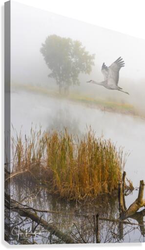Crane on the Wing in Fog  Canvas Print