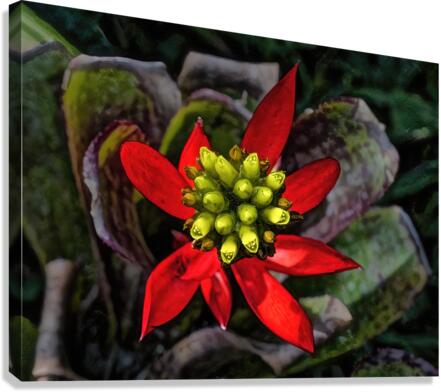 Euphorbia on Display  Canvas Print