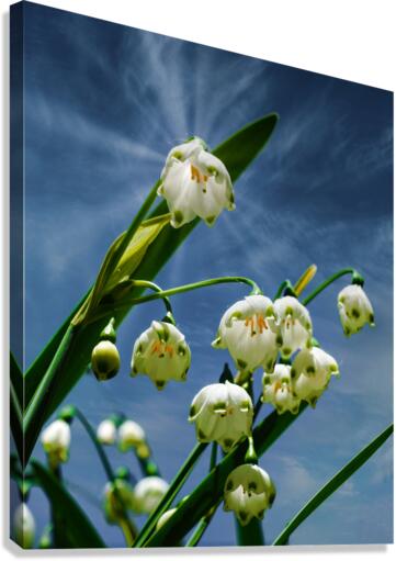 Flower bells are ringing  Canvas Print