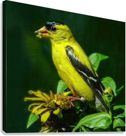 Goldfinch Feeding  Canvas Print