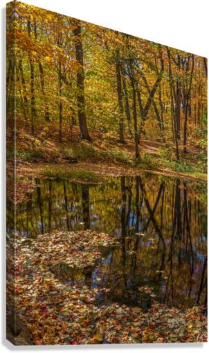 Forest Reflections  Canvas Print