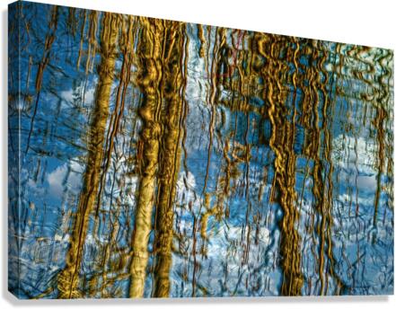 Reflections in a Forest  Canvas Print