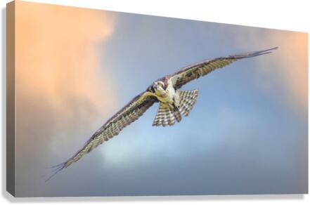 Osprey on the wing  Canvas Print