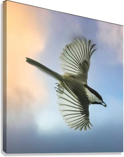 Chickadee on the wing  Canvas Print