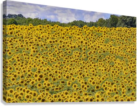 Sunflower field  Canvas Print