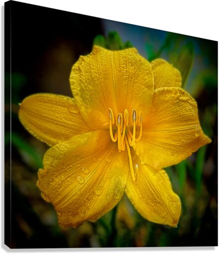 Yellow Day lily  Canvas Print