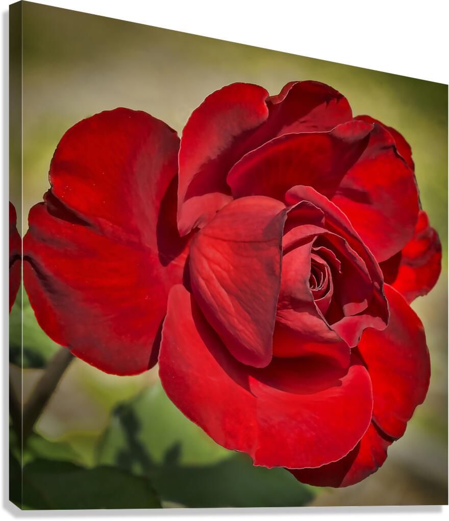 Red Tea Rose  Canvas Print