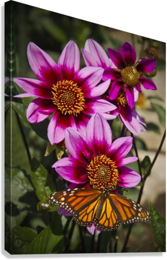 Dahlia flower and monarch  Canvas Print