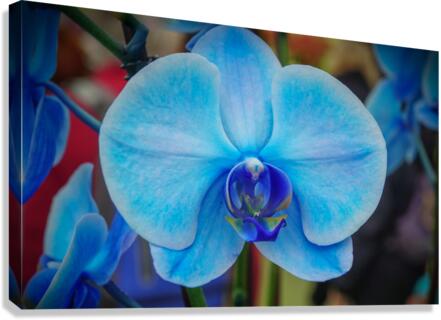 Blue Orchid  Canvas Print