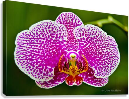 Pink Orchid  Canvas Print