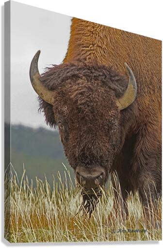 Bull bison  Canvas Print