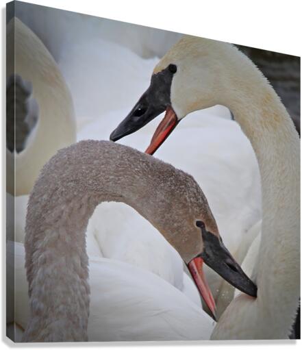 Pecking Swans  Canvas Print