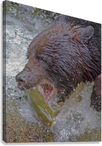 Grizzly bear and dinner  Canvas Print