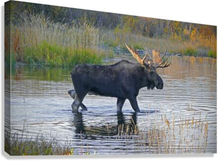 Bull moose in Wyoming  Canvas Print