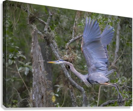 Everglades heron  Canvas Print