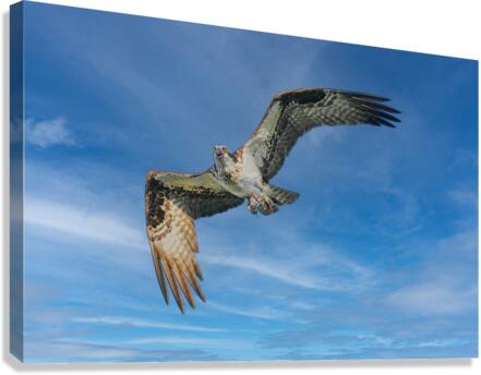Osprey in flight  Canvas Print
