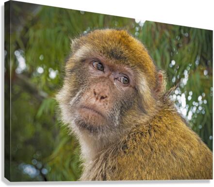 Barbary Macaques Monkey  Canvas Print