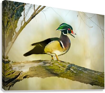 Wood duck  Canvas Print