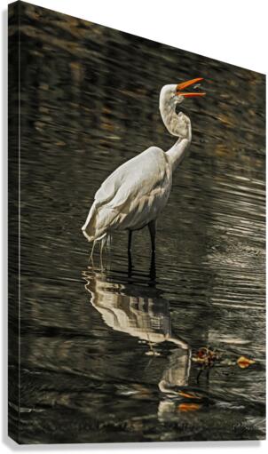 Egret fishing  Canvas Print