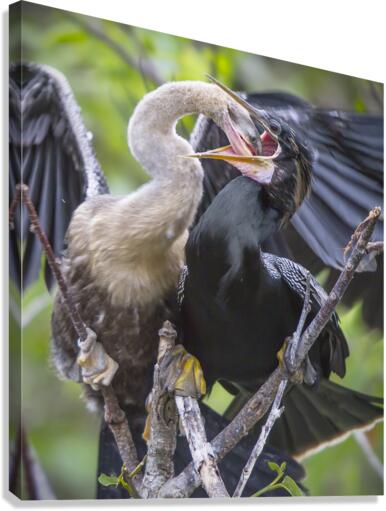 Anhinga at lunch  Canvas Print