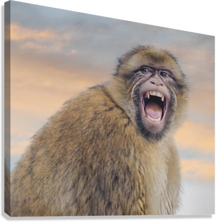  Barbary Macaques Monkey  Canvas Print