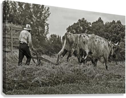 Farming with Oxen   Canvas Print