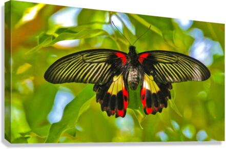 Scarlet Swallow Butterfly  Canvas Print