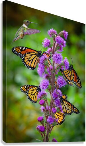 Hummer and butterflys  Canvas Print