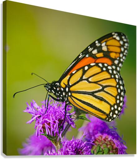 Monarch with closed wings   Canvas Print