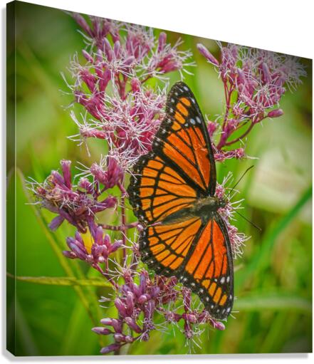 Monarch with spread wings  Canvas Print