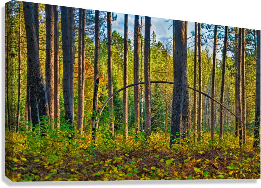Bent tree in the forest   Canvas Print