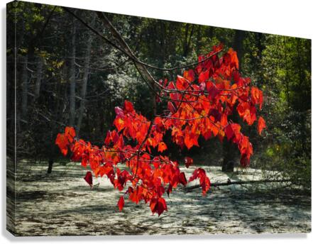   Fall Color in Lutsen  Canvas Print