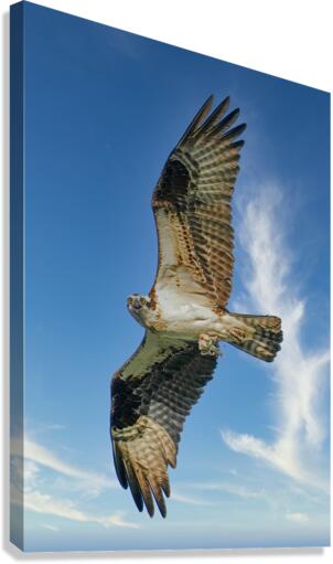 Big wing osprey  Canvas Print
