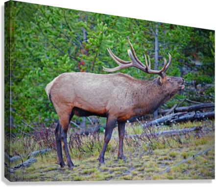 Alert call — bull elk  Canvas Print