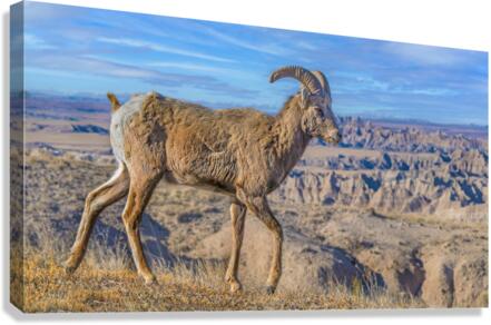 Badlands bighorn sheep  Canvas Print