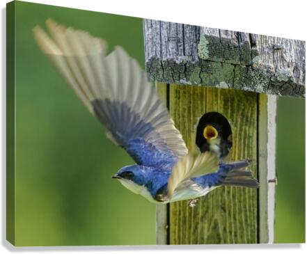 Tree swallow home  Canvas Print